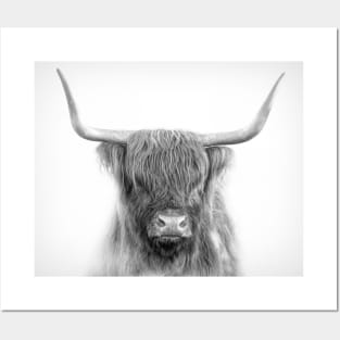 Scottish Highland Cattle Posters and Art